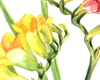 Freesias